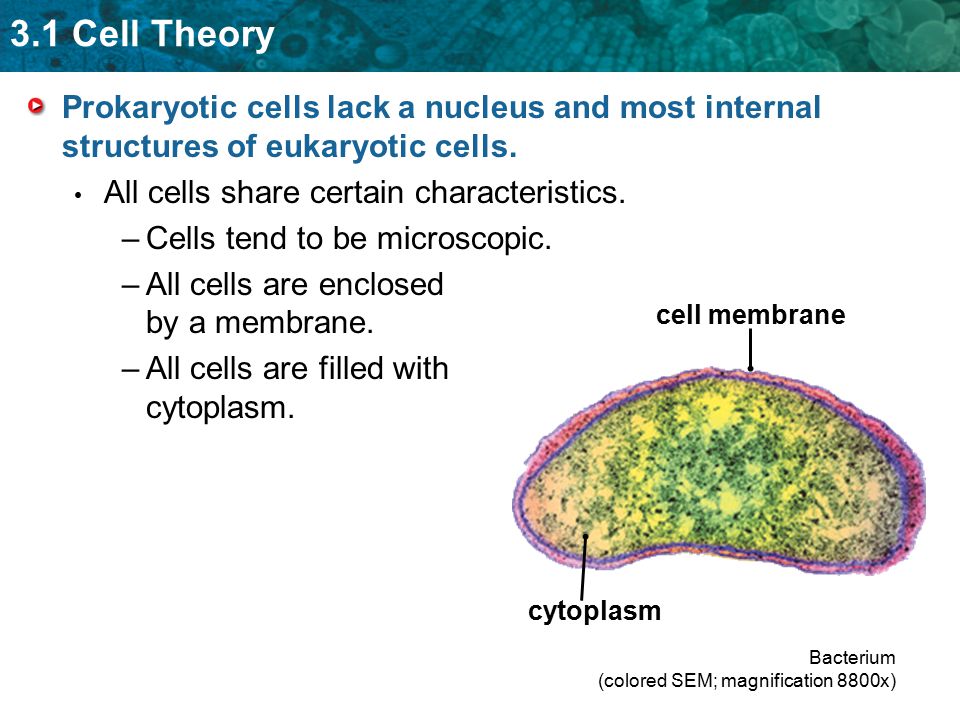 All cells share certain characteristics. Cells tend to be microscopic.