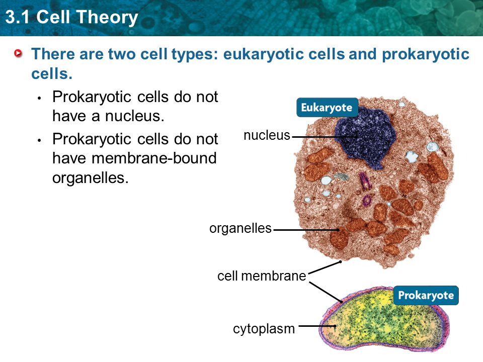 There are two cell types: eukaryotic cells and prokaryotic cells.