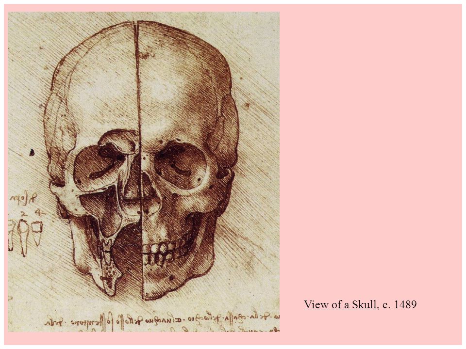 View of a Skull, c. 1489