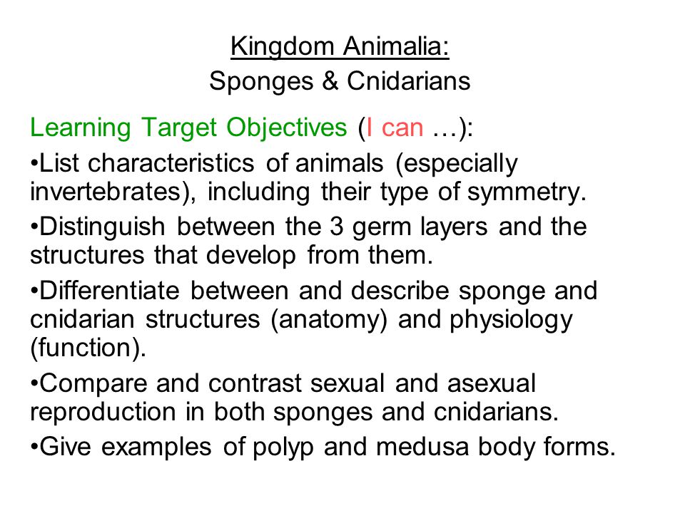 Kingdom Animalia: Sponges & Cnidarians. Learning Target Objectives (I can …):