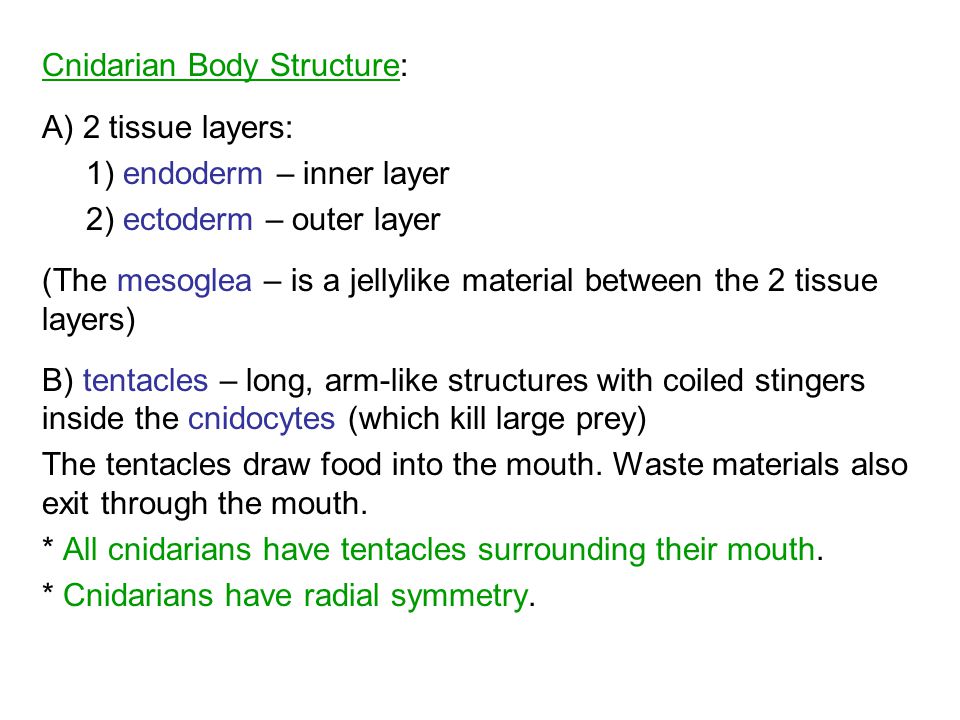 Cnidarian Body Structure: