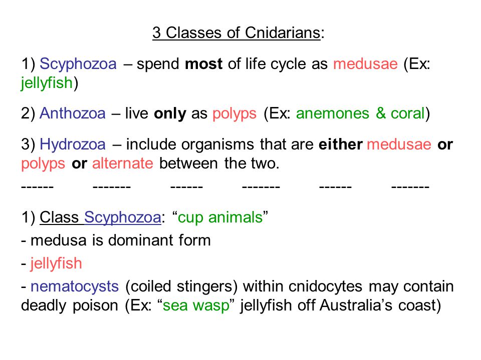 3 Classes of Cnidarians:
