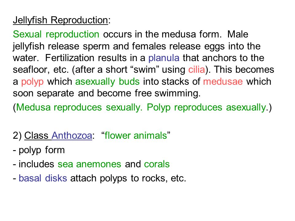 Jellyfish Reproduction: