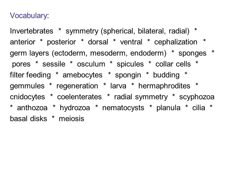 Vocabulary: Invertebrates * symmetry (spherical, bilateral, radial) * anterior * posterior * dorsal * ventral * cephalization *