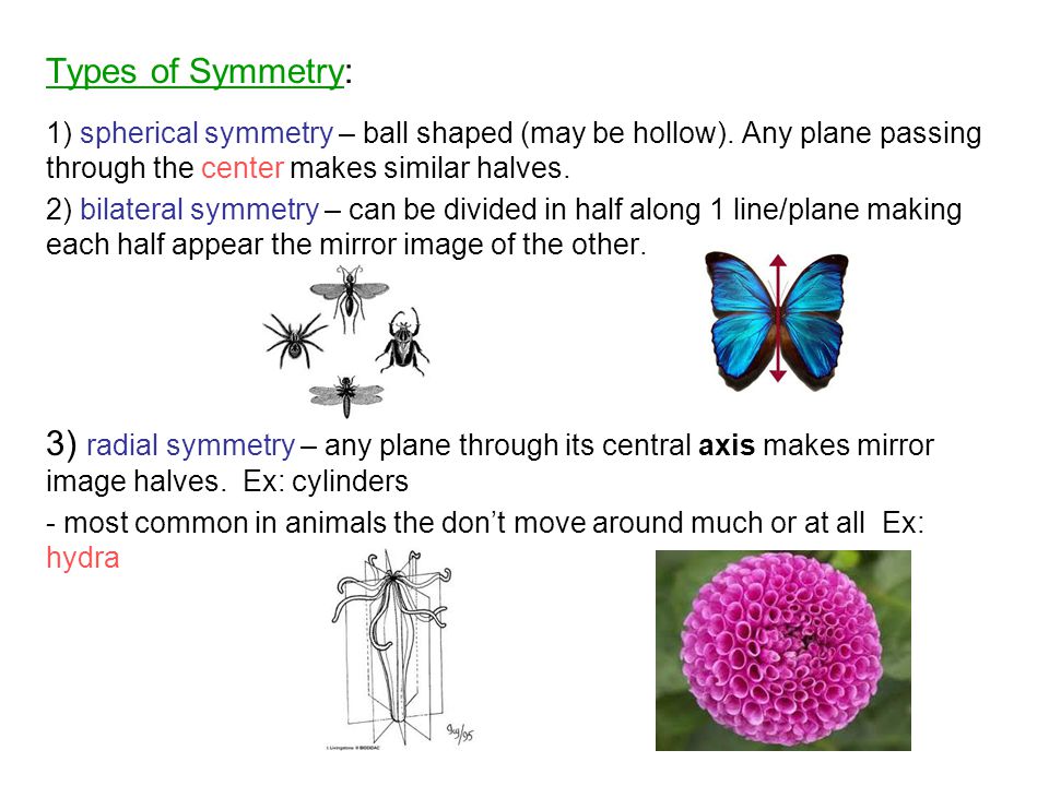 Types of Symmetry: 1) spherical symmetry – ball shaped (may be hollow). Any plane passing through the center makes similar halves.