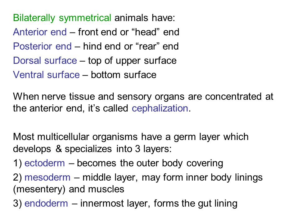 Bilaterally symmetrical animals have: