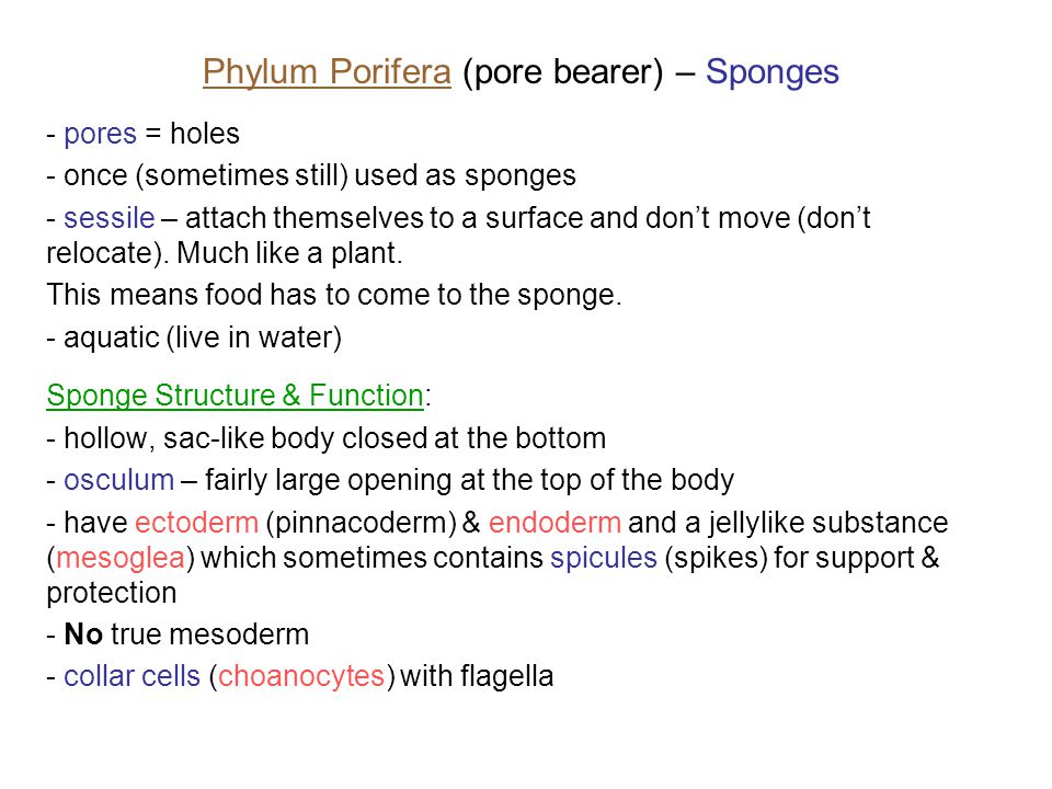 Phylum Porifera (pore bearer) – Sponges