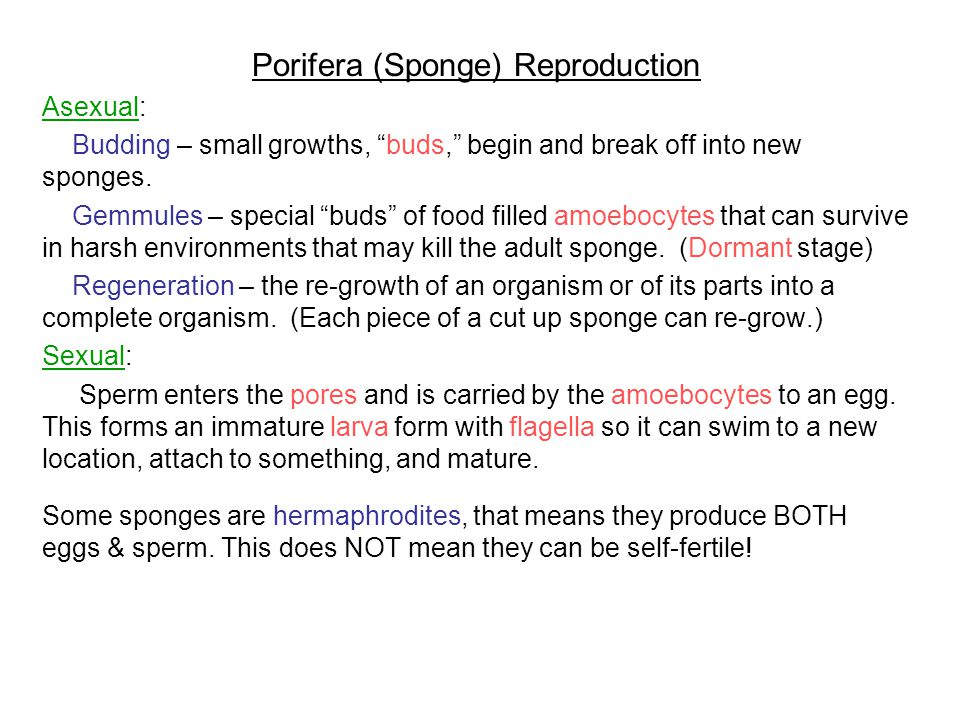 Porifera (Sponge) Reproduction