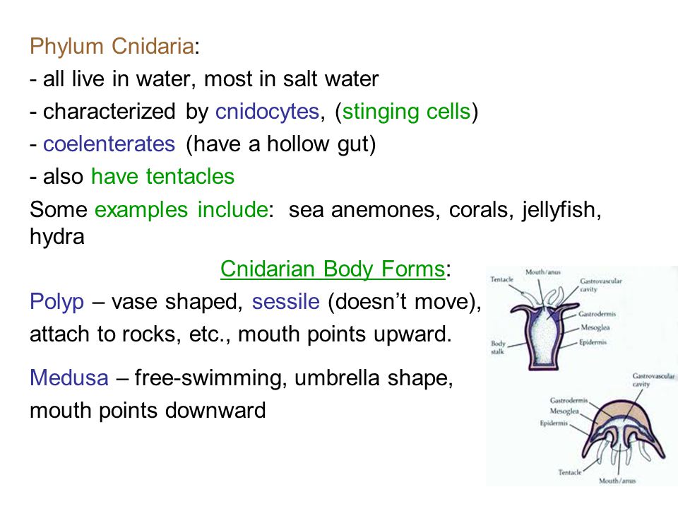 Phylum Cnidaria: - all live in water, most in salt water. - characterized by cnidocytes, (stinging cells)
