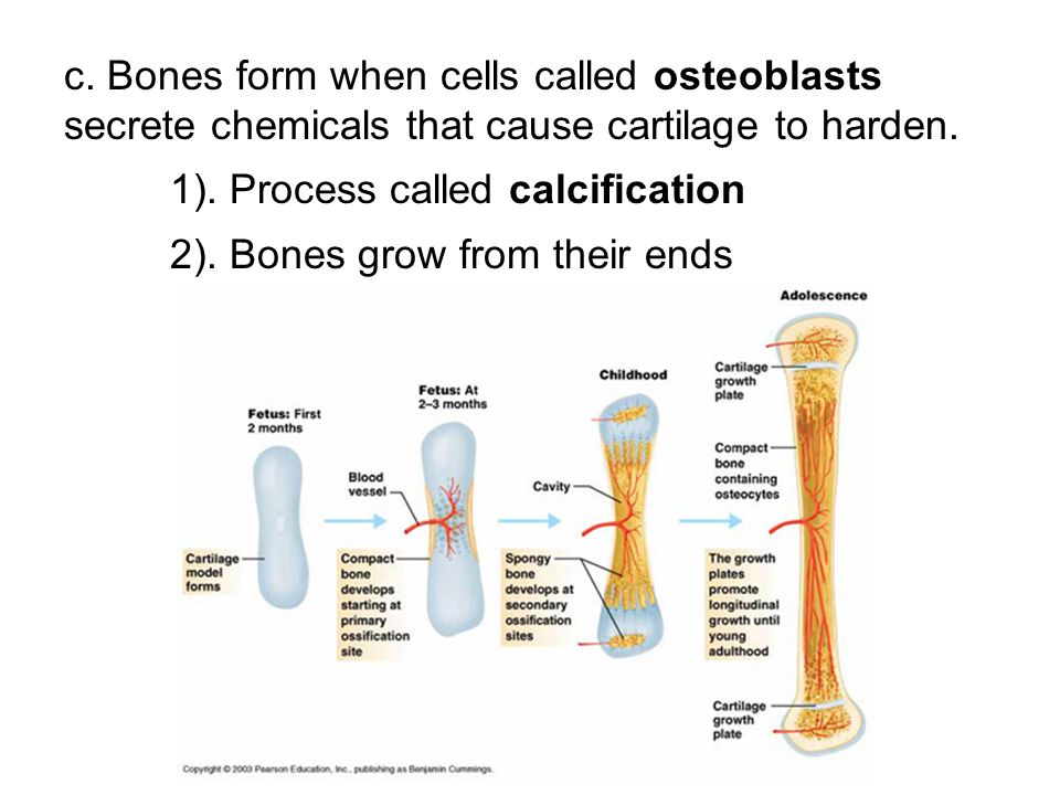 c. Bones form when cells called osteoblasts secrete chemicals that cause cartilage to harden.