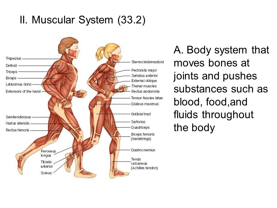 II. Muscular System (33.2) A.