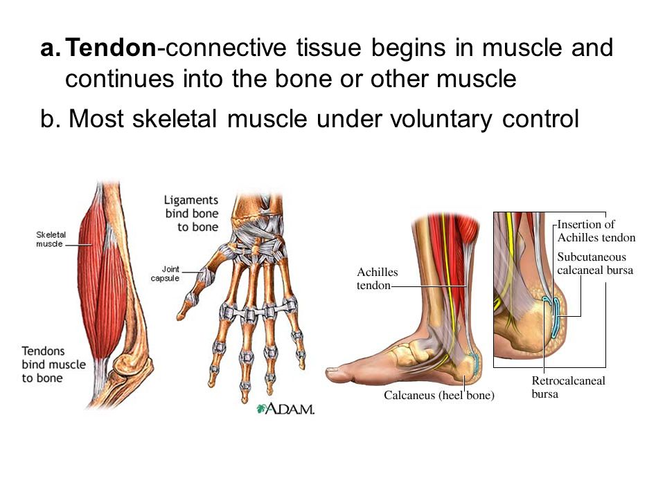 Tendon-connective tissue begins in muscle and continues into the bone or other muscle