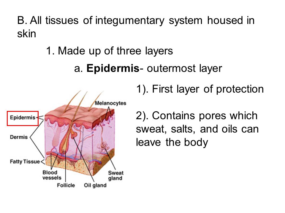 B. All tissues of integumentary system housed in skin