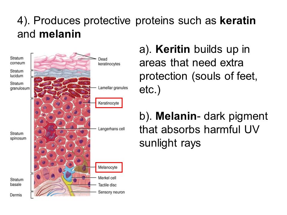 4). Produces protective proteins such as keratin and melanin