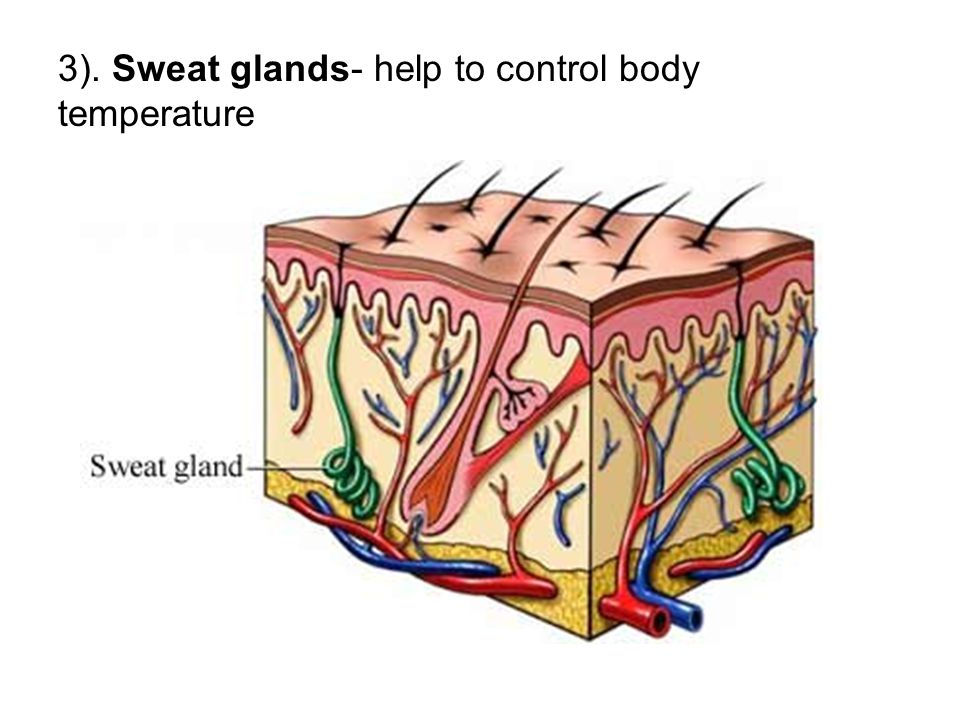 3). Sweat glands- help to control body temperature