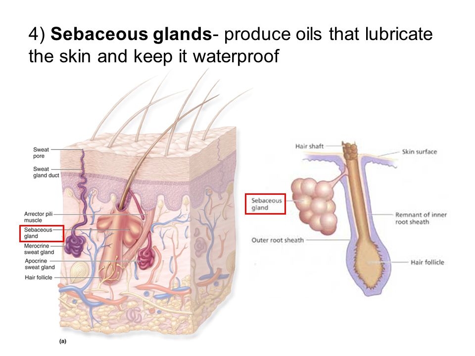 4) Sebaceous glands- produce oils that lubricate the skin and keep it waterproof