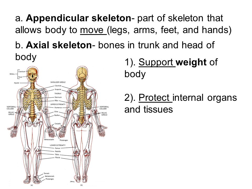 a. Appendicular skeleton- part of skeleton that allows body to move (legs, arms, feet, and hands)