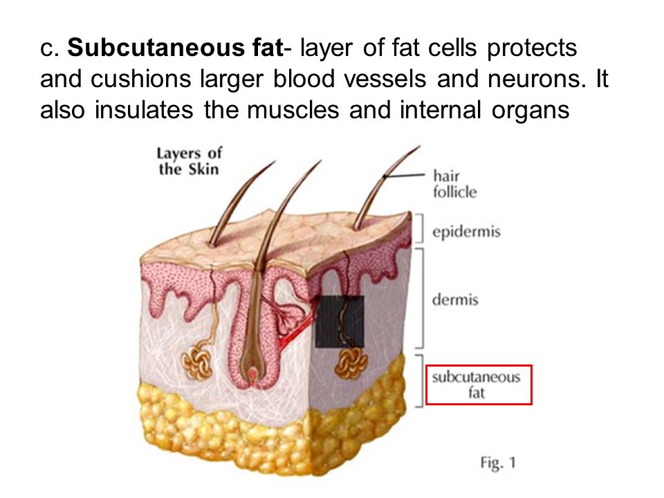 c. Subcutaneous fat- layer of fat cells protects and cushions larger blood vessels and neurons. It also insulates the muscles and internal organs