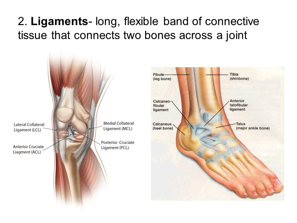 2. Ligaments- long, flexible band of connective tissue that connects two bones across a joint