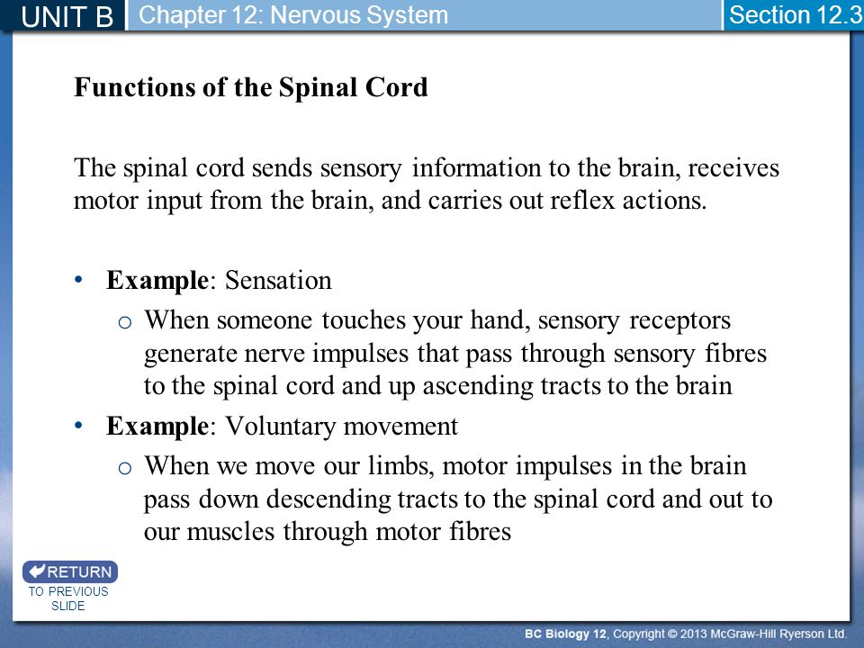 Functions of the Spinal Cord