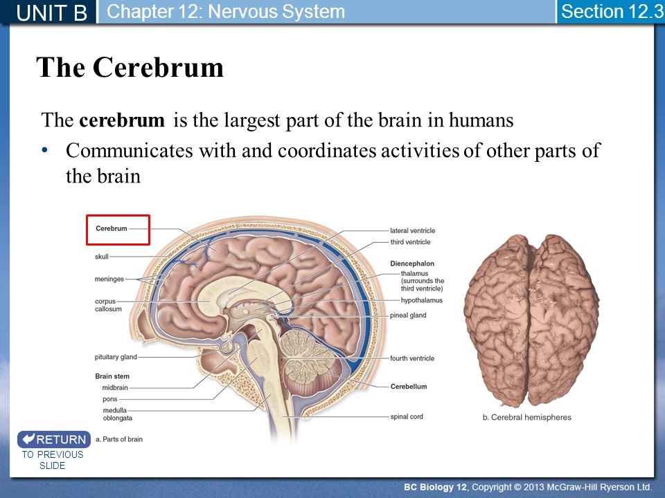 UNIT B Chapter 12: Nervous System. Section The Cerebrum. The cerebrum is the largest part of the brain in humans.