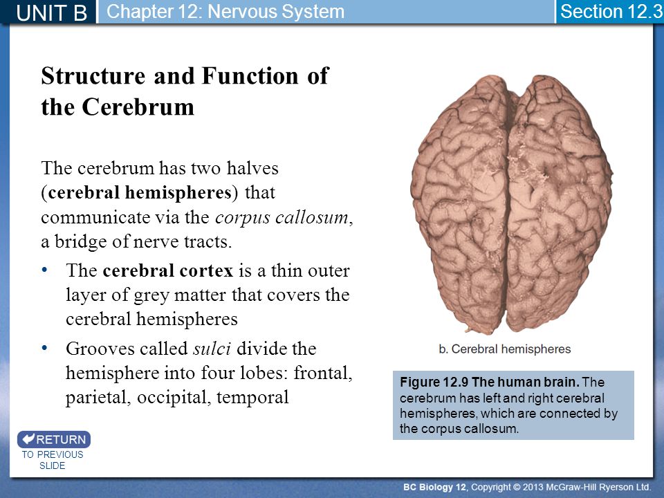 Structure and Function of the Cerebrum