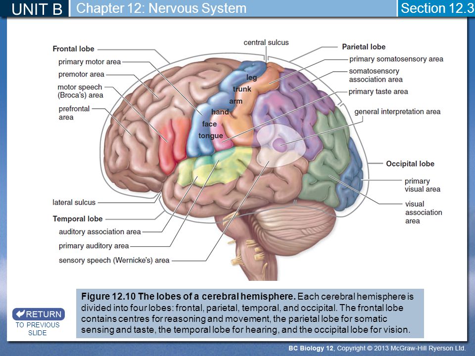 UNIT B Chapter 12: Nervous System Section 12.3