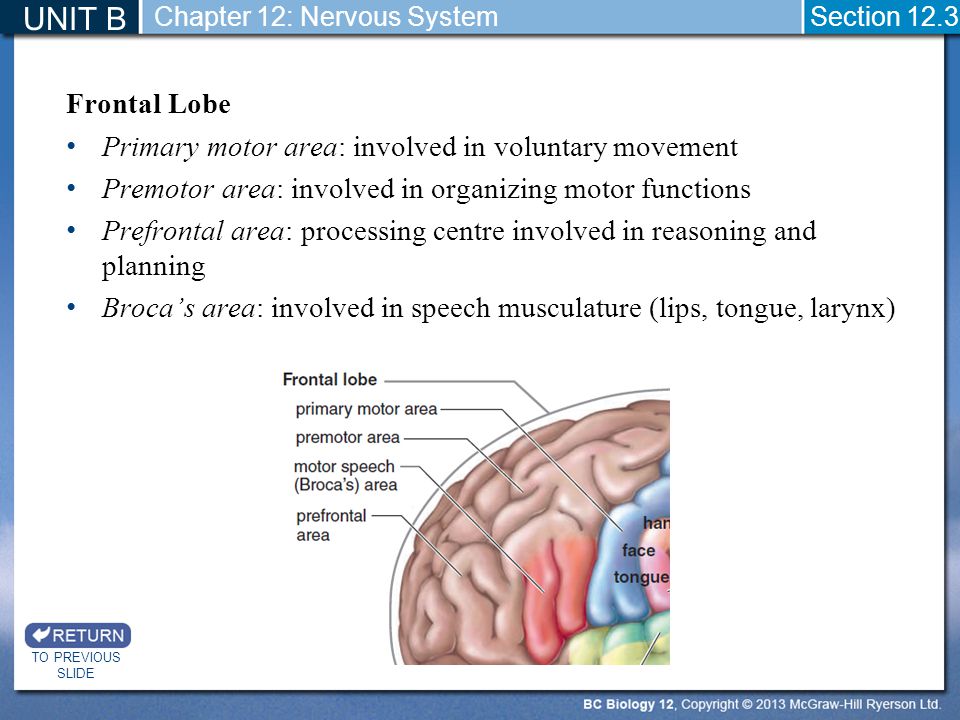 UNIT B Frontal Lobe Primary motor area: involved in voluntary movement