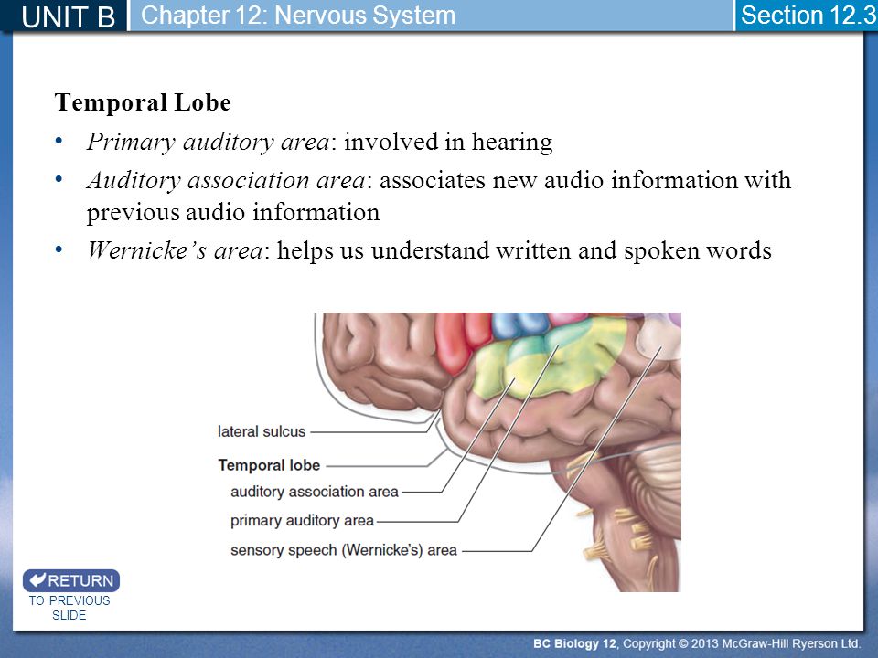UNIT B Temporal Lobe Primary auditory area: involved in hearing