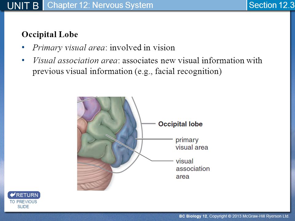 UNIT B Occipital Lobe Primary visual area: involved in vision