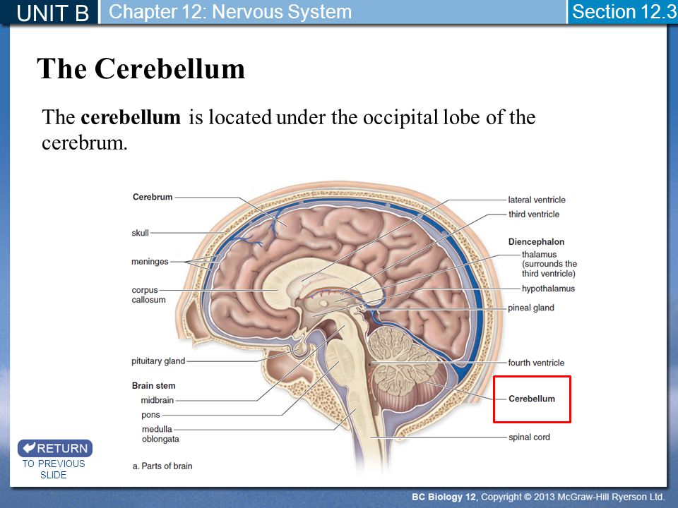 UNIT B Chapter 12: Nervous System. Section The Cerebellum. The cerebellum is located under the occipital lobe of the cerebrum.