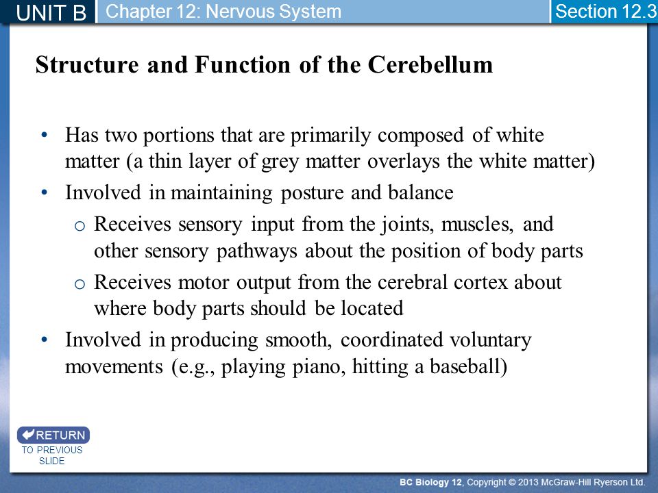 Structure and Function of the Cerebellum
