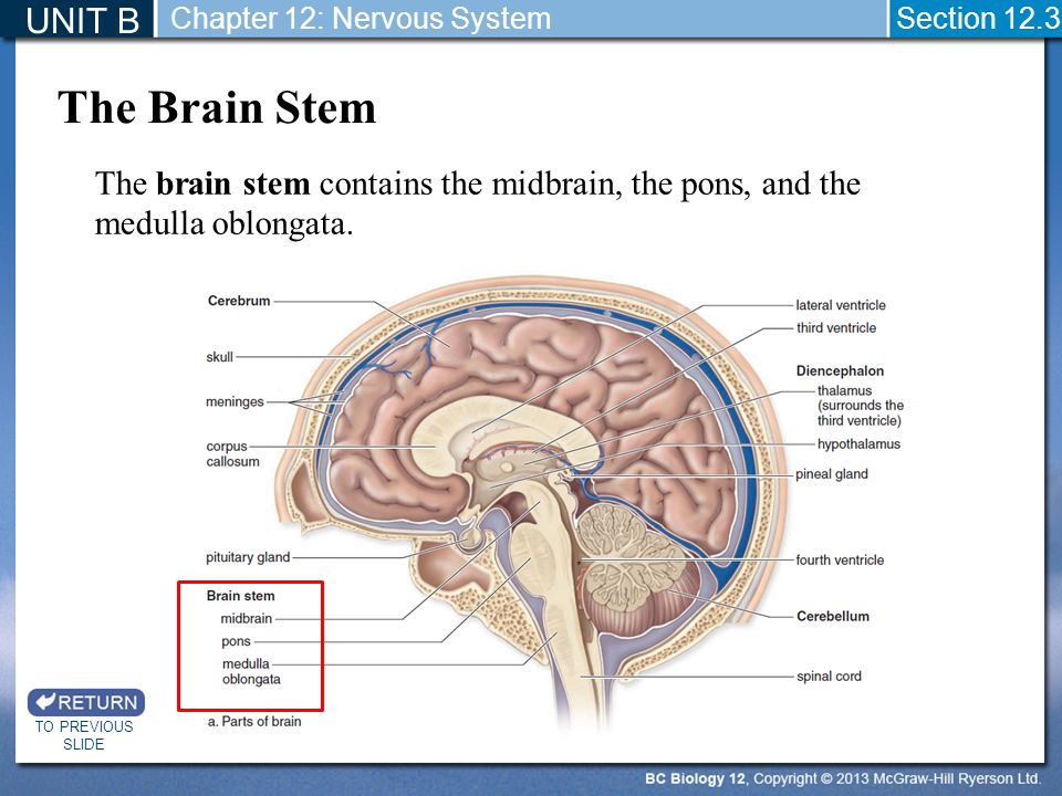 UNIT B Chapter 12: Nervous System. Section The Brain Stem. The brain stem contains the midbrain, the pons, and the medulla oblongata.
