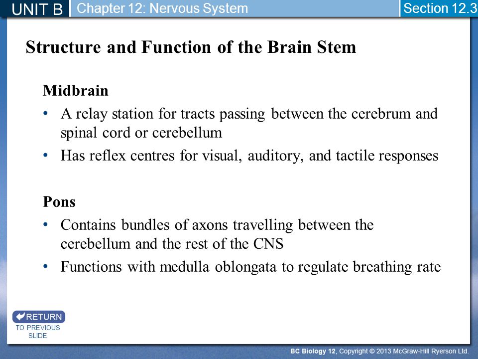 Structure and Function of the Brain Stem