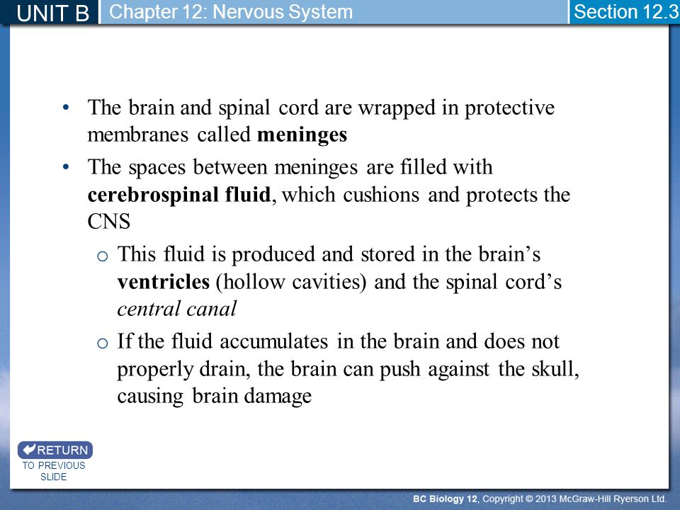 UNIT B Chapter 12: Nervous System. Section The brain and spinal cord are wrapped in protective membranes called meninges.