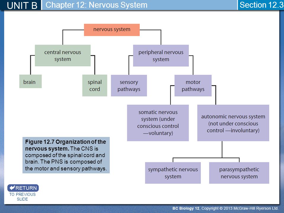 UNIT B Chapter 12: Nervous System Section 12.3