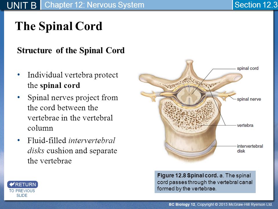 The Spinal Cord UNIT B Structure of the Spinal Cord
