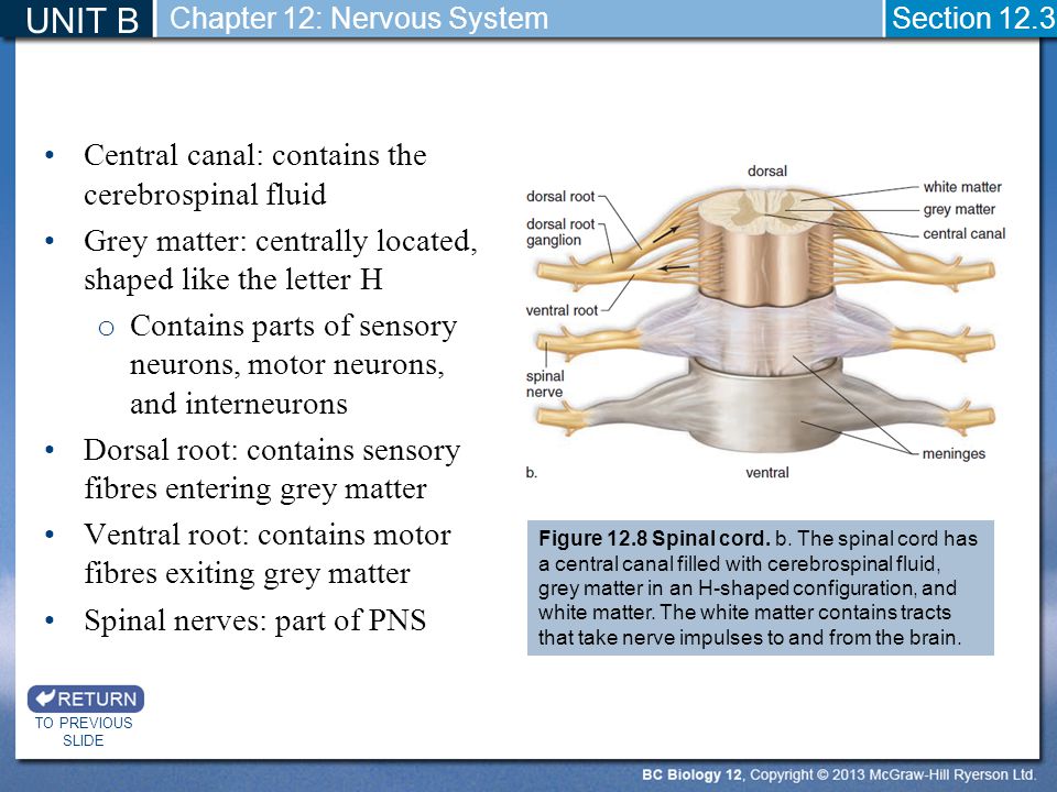 UNIT B Central canal: contains the cerebrospinal fluid