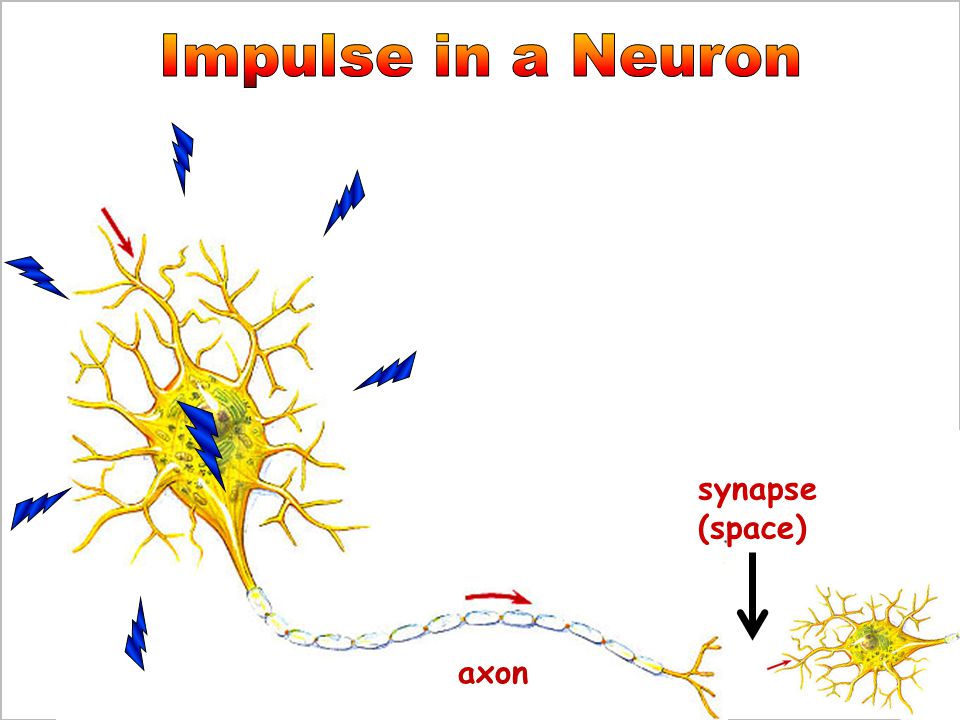 Impulse in a Neuron synapse (space) axon