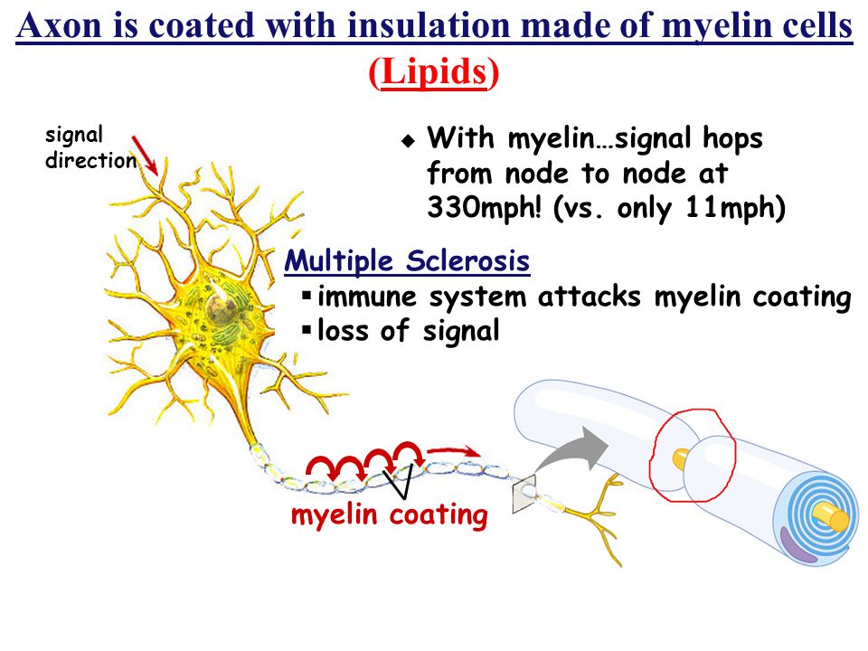 Axon is coated with insulation made of myelin cells (Lipids)