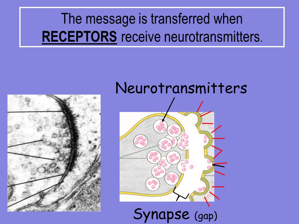 The message is transferred when RECEPTORS receive neurotransmitters.