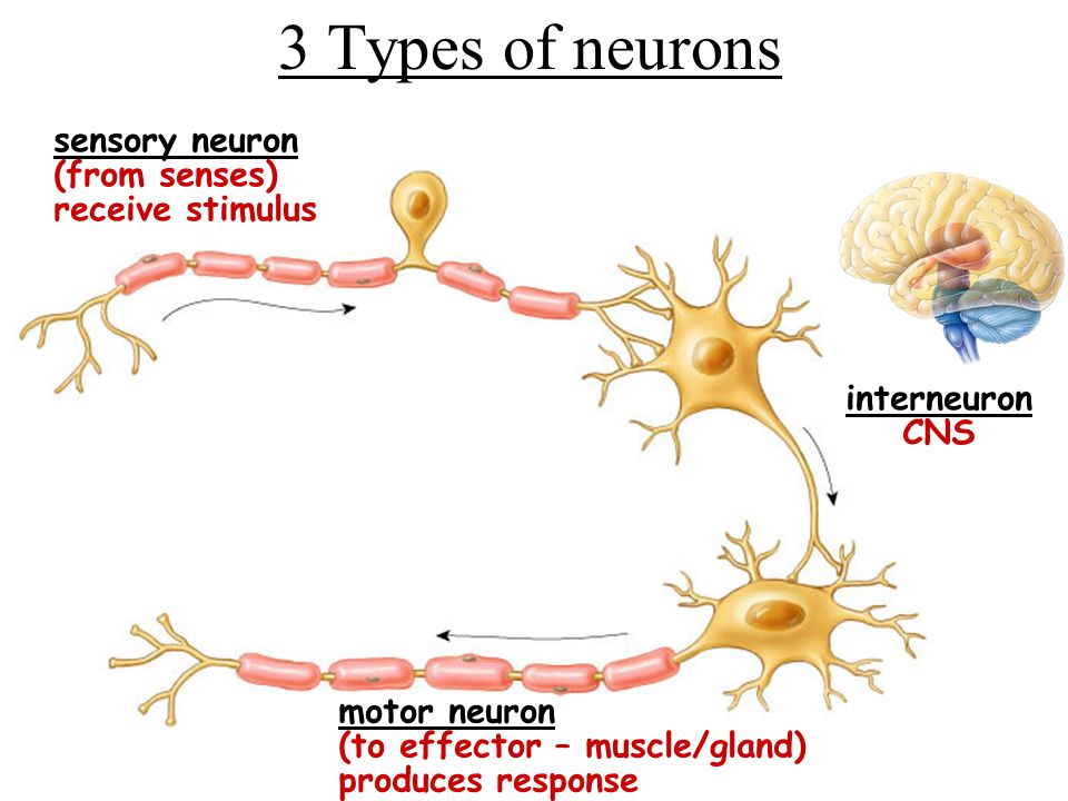 3 Types of neurons sensory neuron (from senses) receive stimulus