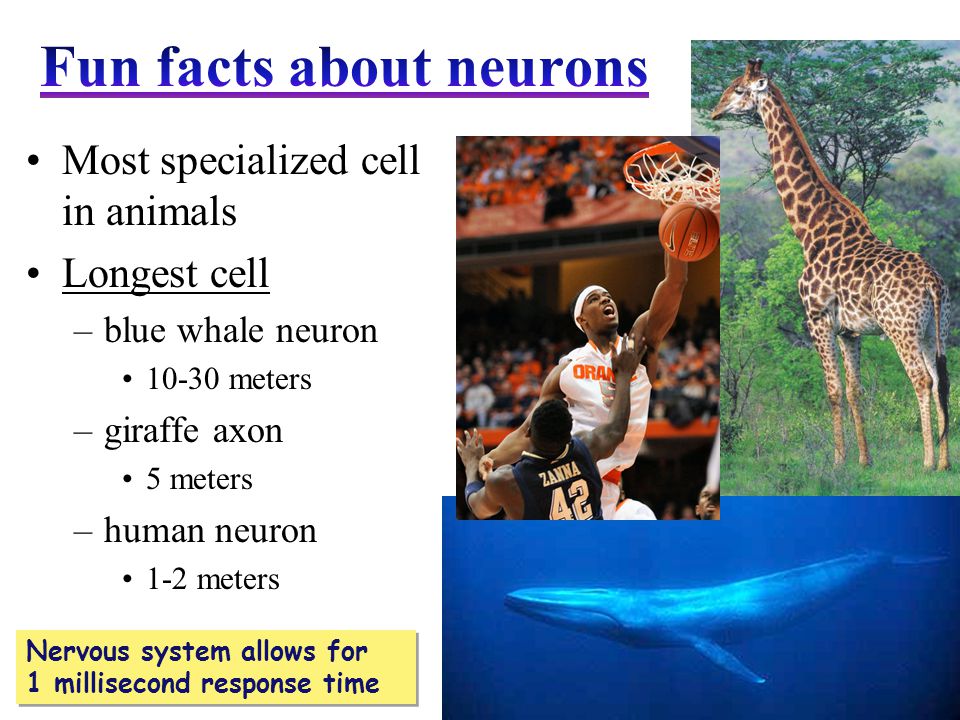 Fun facts about neurons