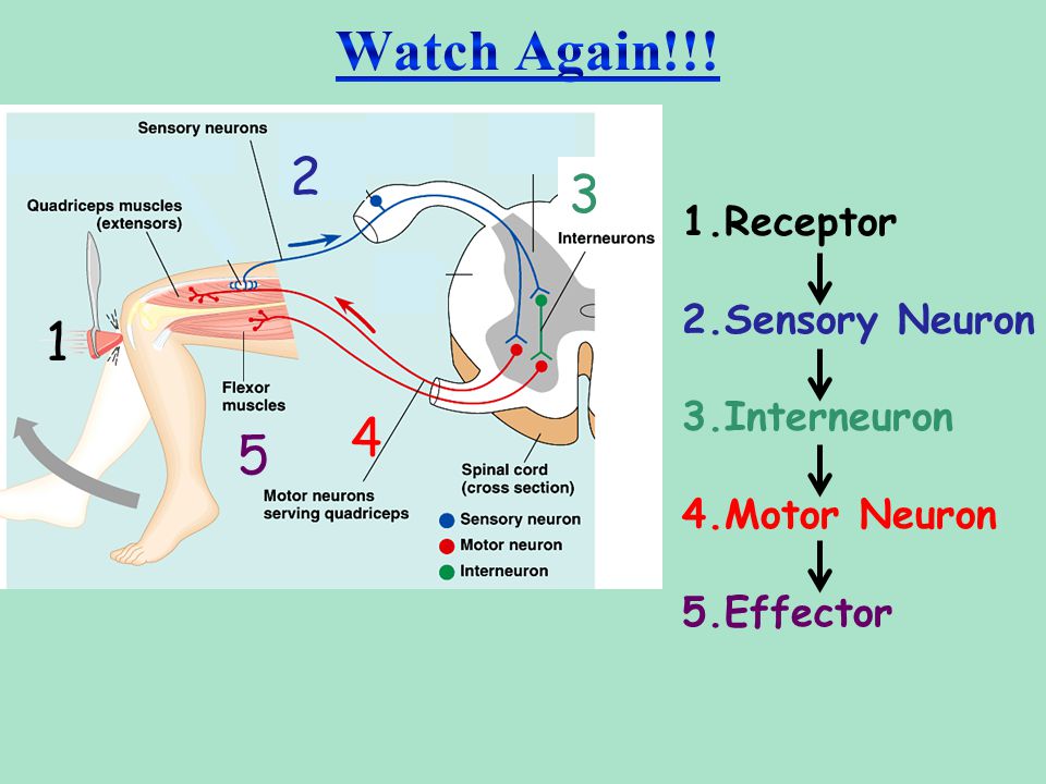 Watch Again!!! Receptor 2.Sensory Neuron 3.Interneuron