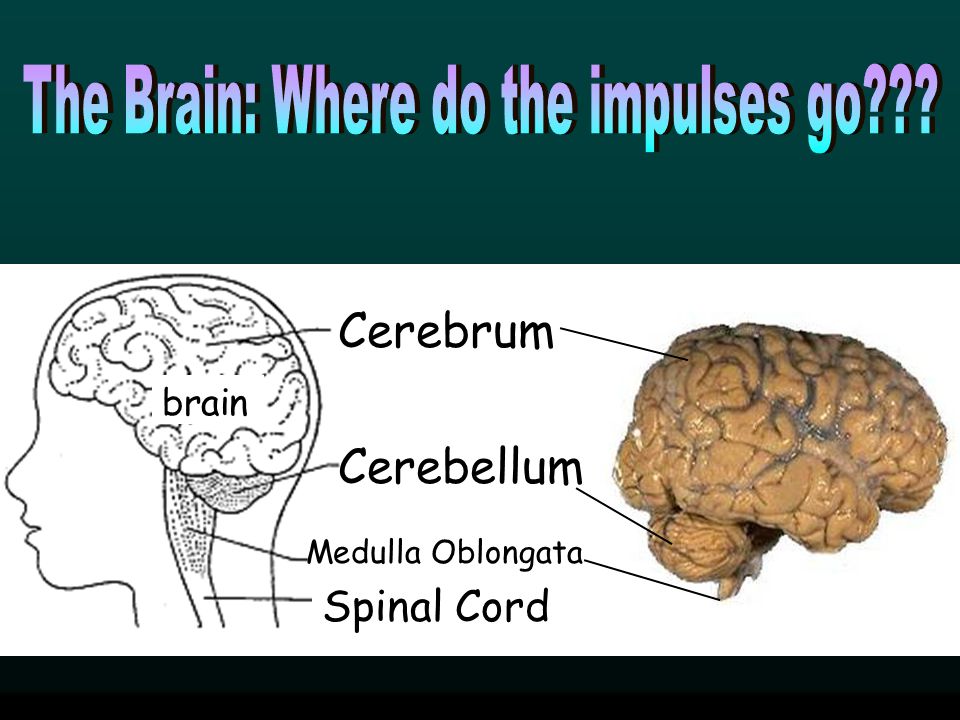 The Brain: Where do the impulses go