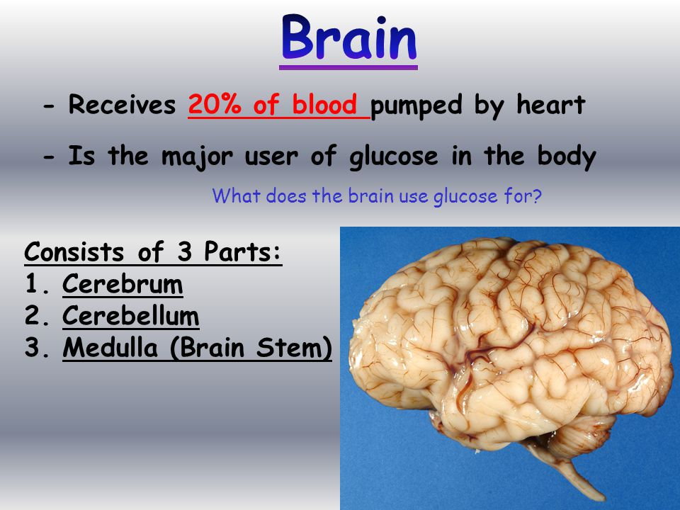 Brain - Receives 20% of blood pumped by heart