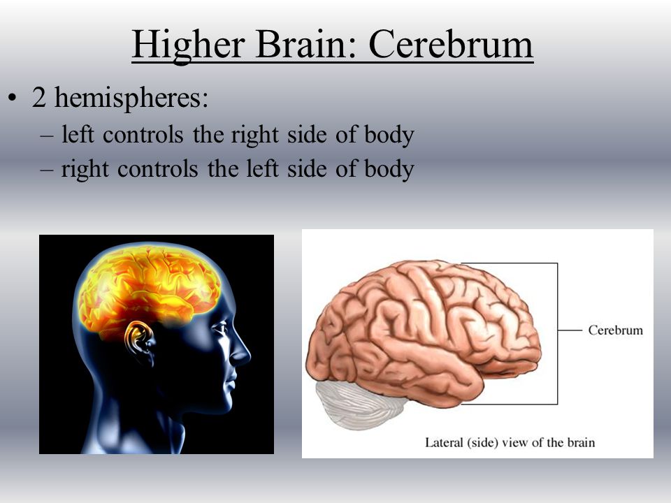 Higher Brain: Cerebrum