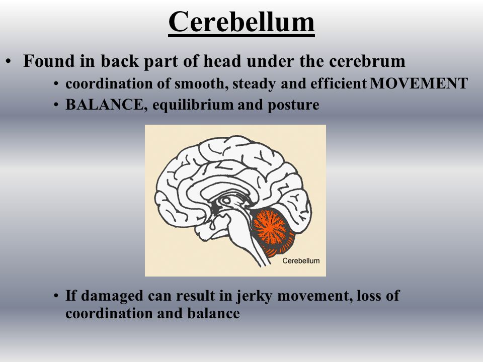 Cerebellum Found in back part of head under the cerebrum