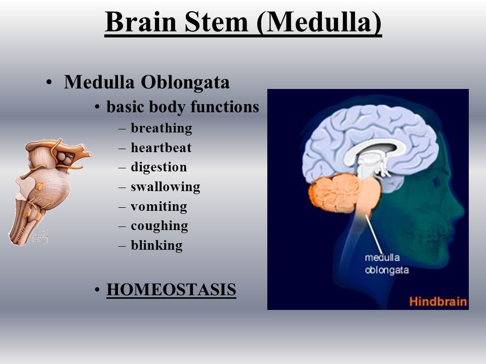 Brain Stem (Medulla) Medulla Oblongata basic body functions