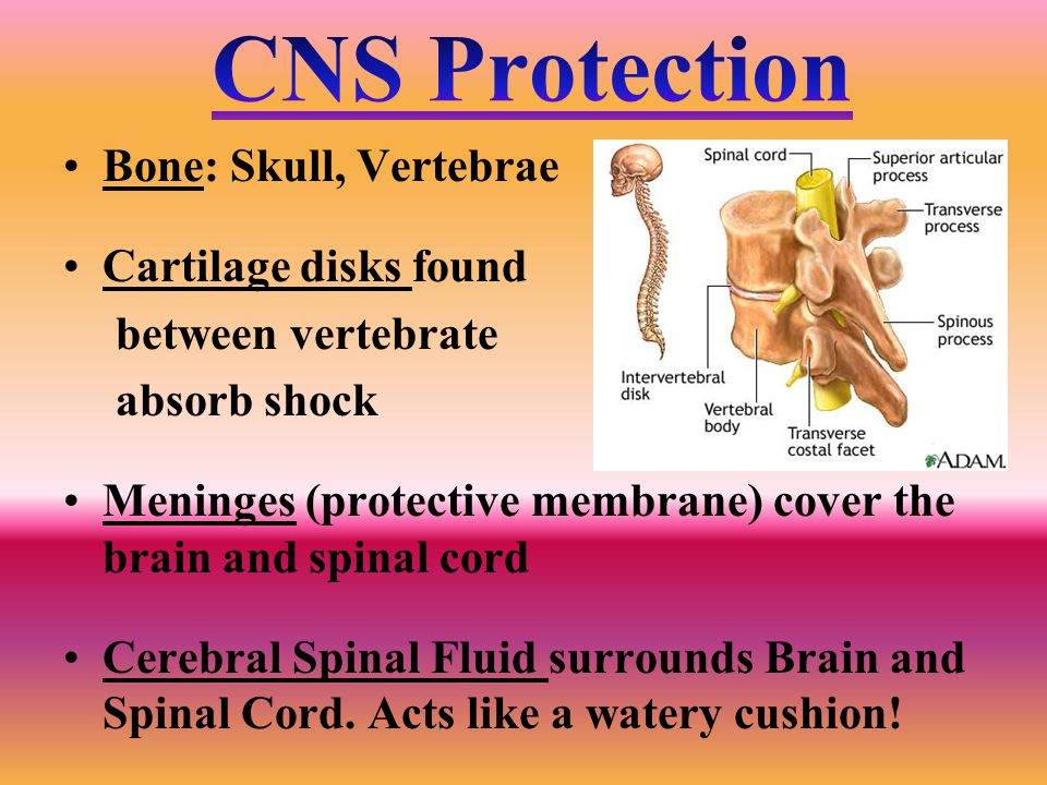 CNS Protection Bone: Skull, Vertebrae Cartilage disks found